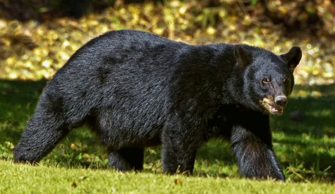 Black bear